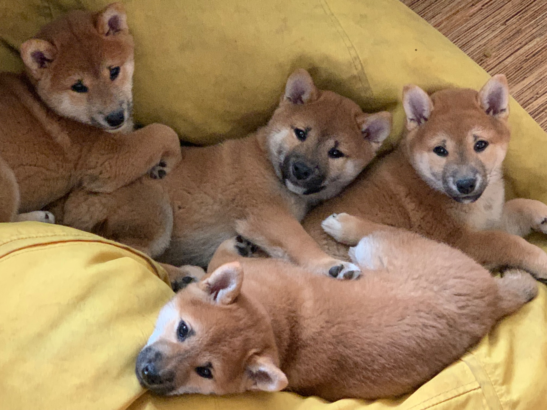 Нам 3 місяця 1 хлопчик 3 дівчинки