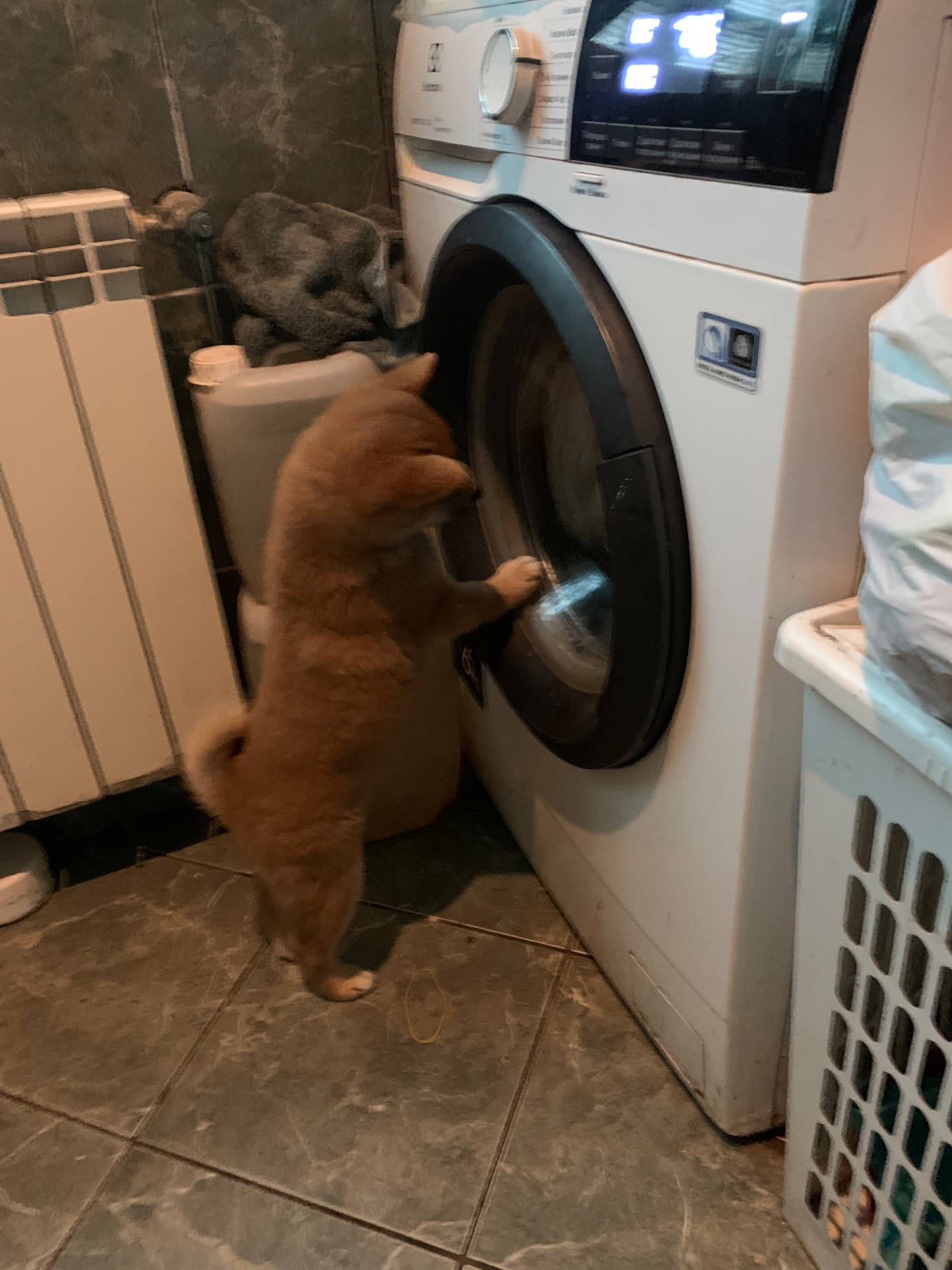 Нам 3 місяця 1 хлопчик 3 дівчинки