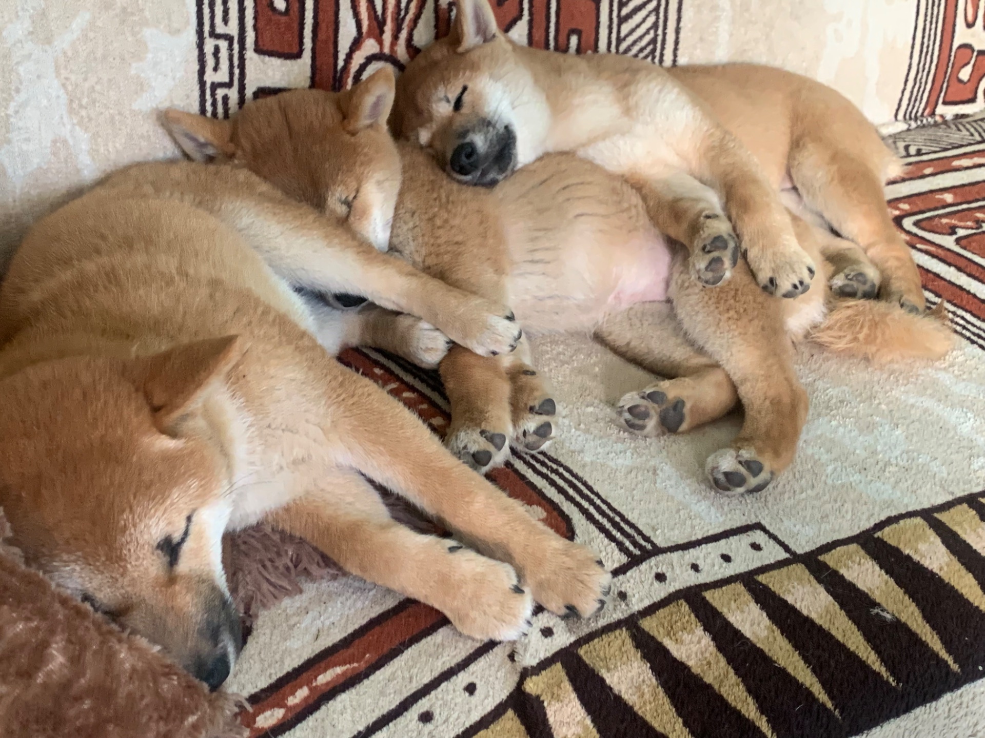 Нам 3 місяця 1 хлопчик 3 дівчинки