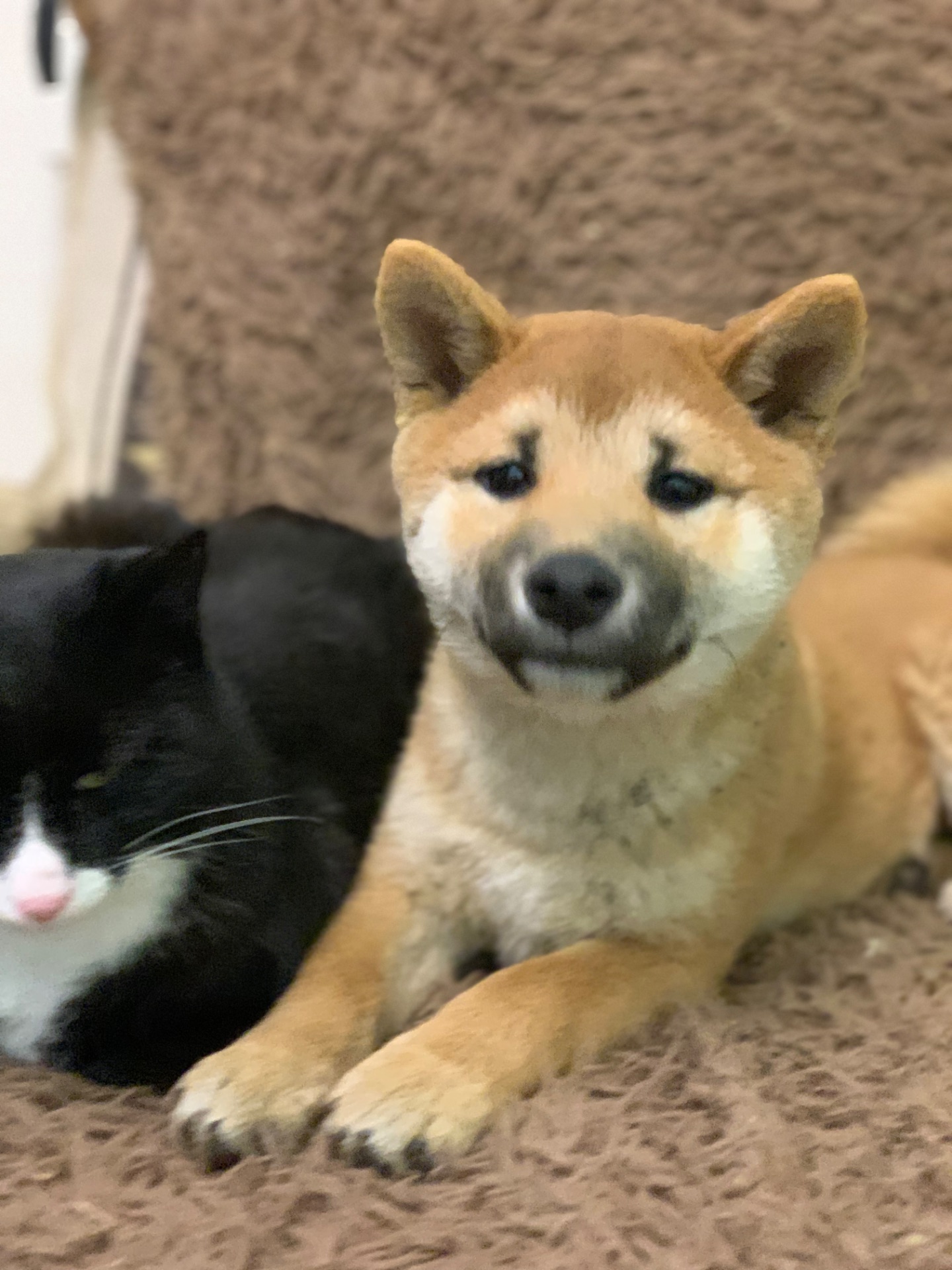 Нам 3 місяця 1 хлопчик 3 дівчинки