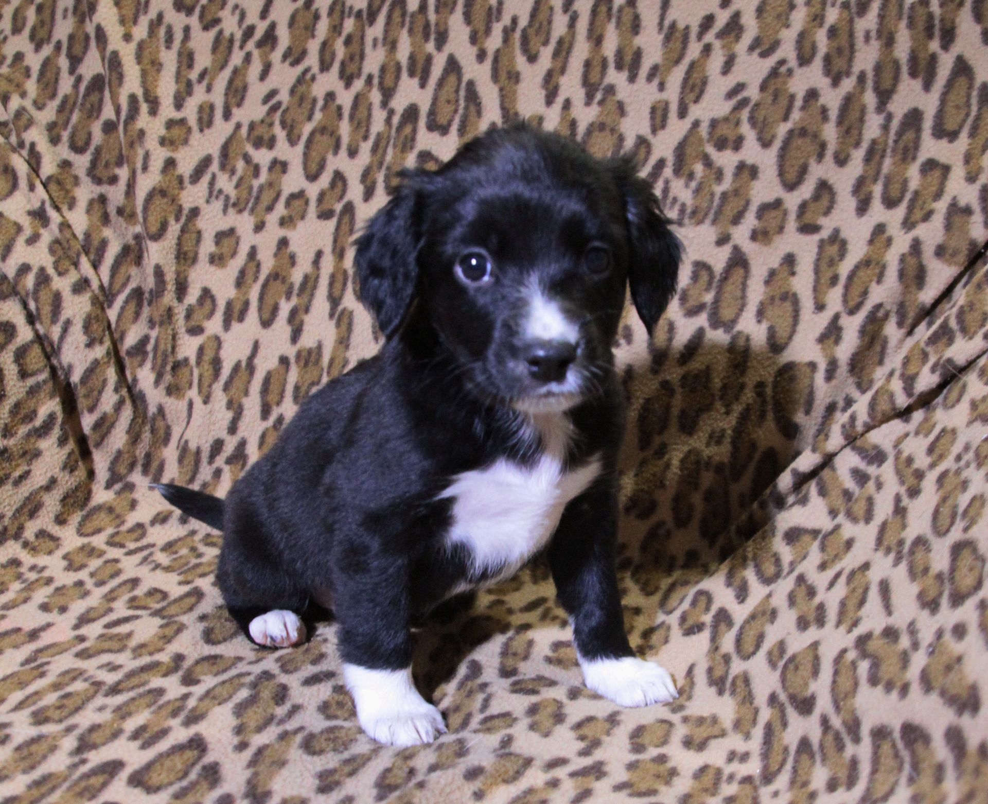 Не просто щеня, а новий член сім'ї!