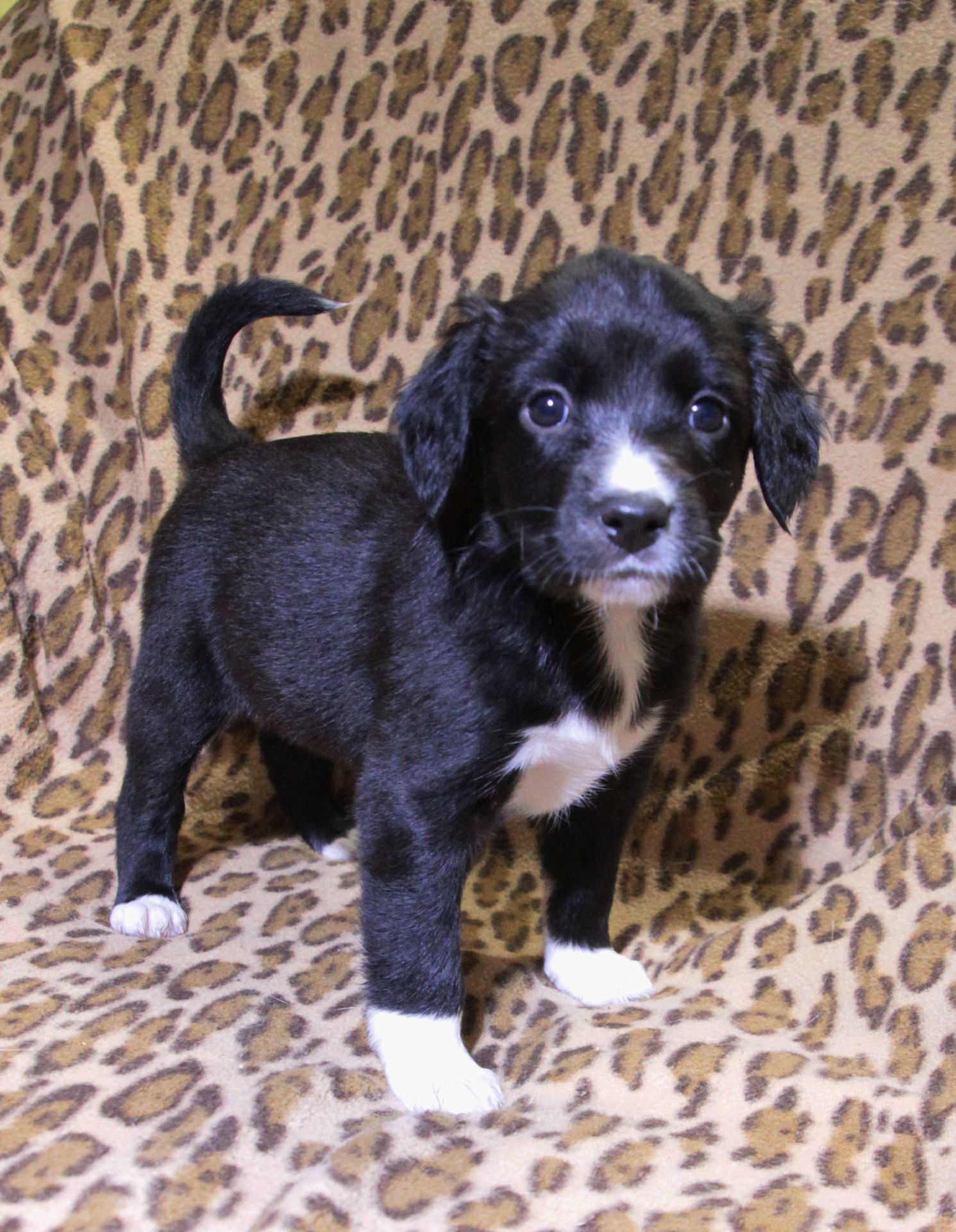 Не просто щеня, а новий член сім'ї!