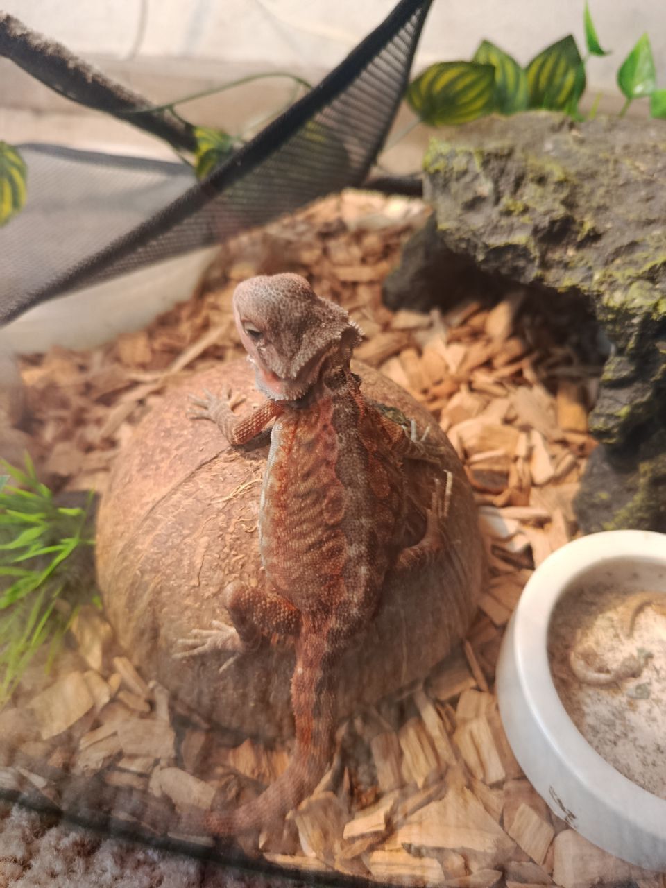 Бородатая агама