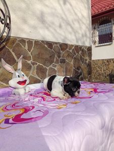 Цуценята французького бульдога