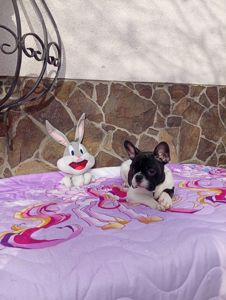 Цуценята французького бульдога