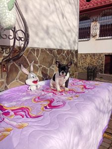 Цуценята французького бульдога