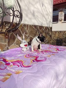 Цуценята французького бульдога