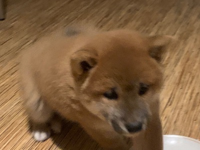 Нам 3 місяця 1 хлопчик 3 дівчинки