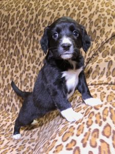 Не просто щеня, а новий член сім'ї!