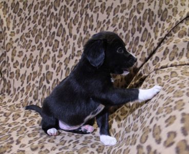 Не просто щеня, а новий член сім'ї!