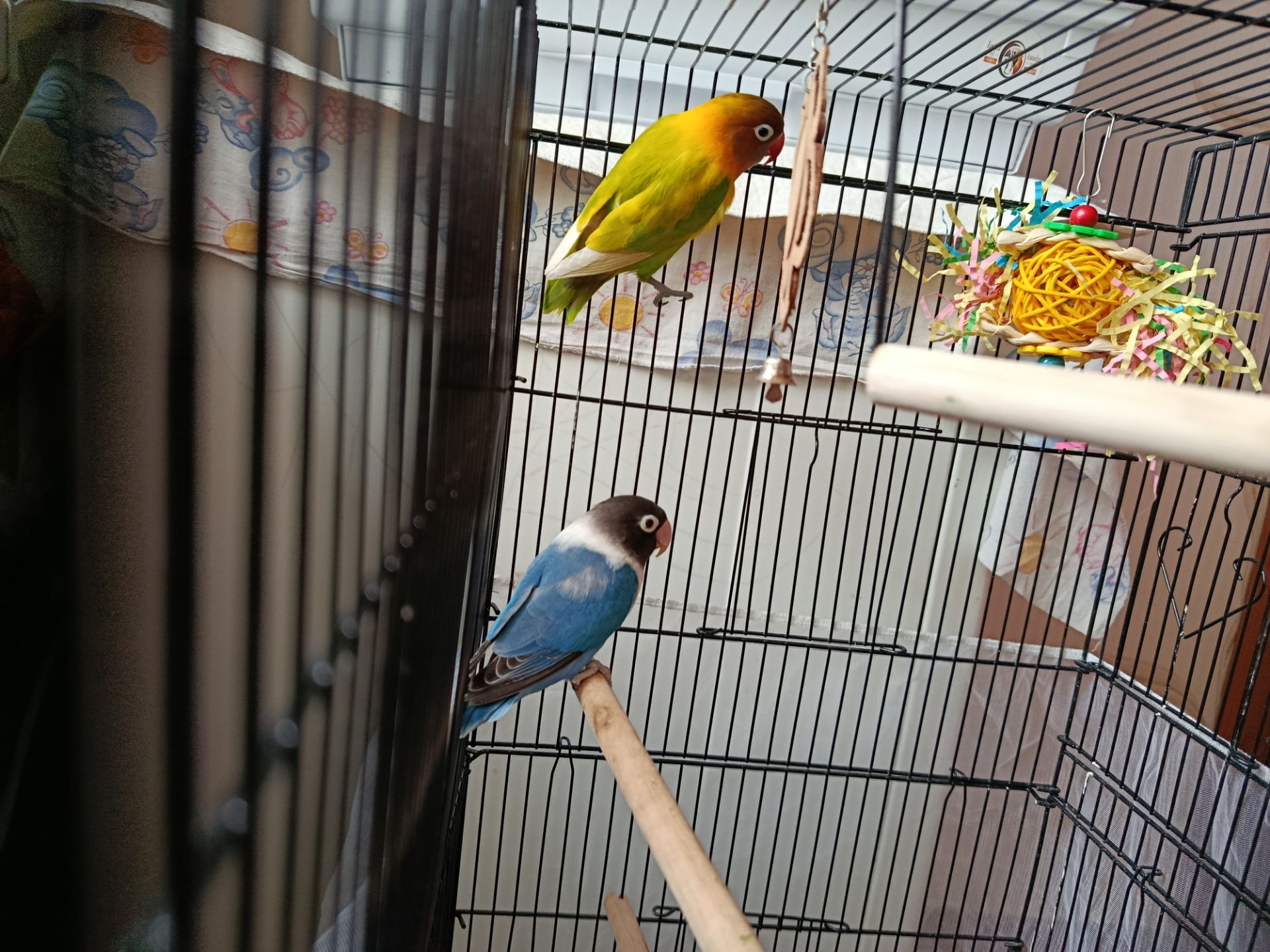 Нерозлучники