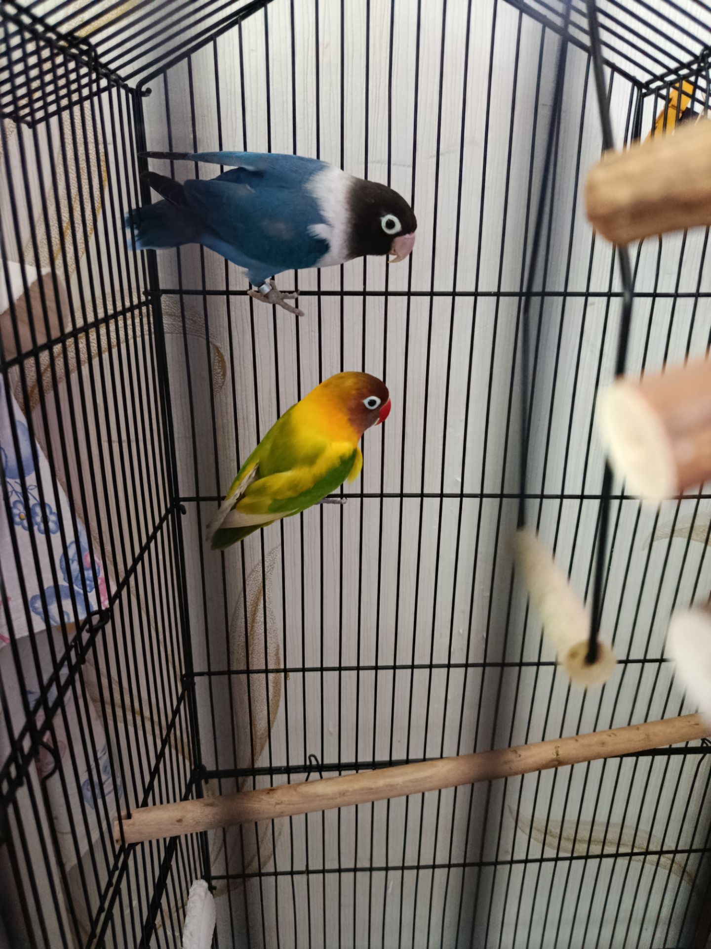 Нерозлучники