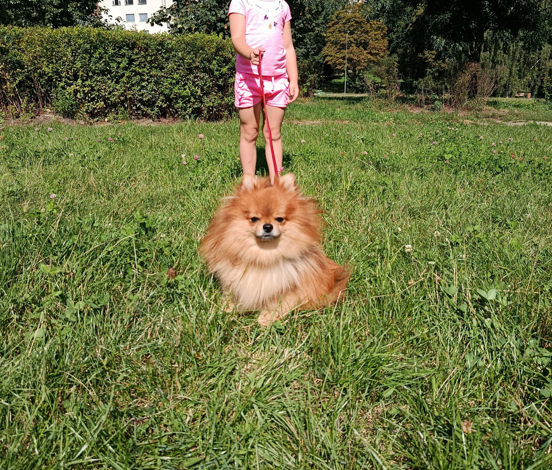 Померанский шпиц, мальчик