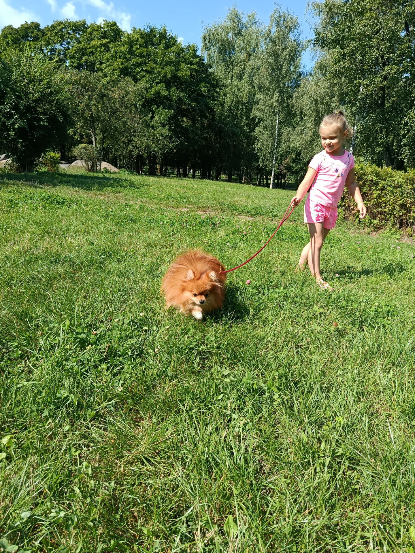 Померанский шпиц, мальчик