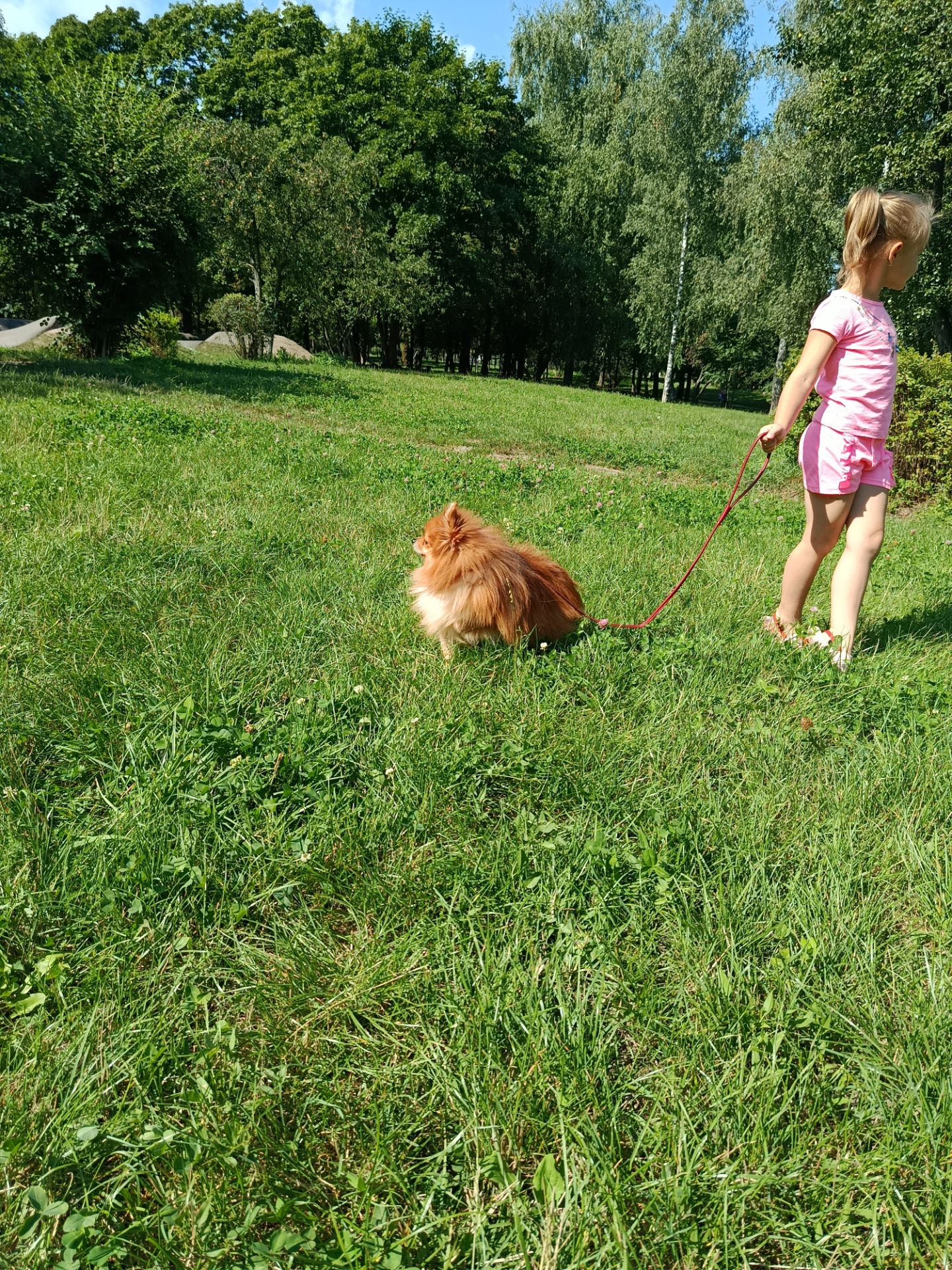 Померанский шпиц, мальчик