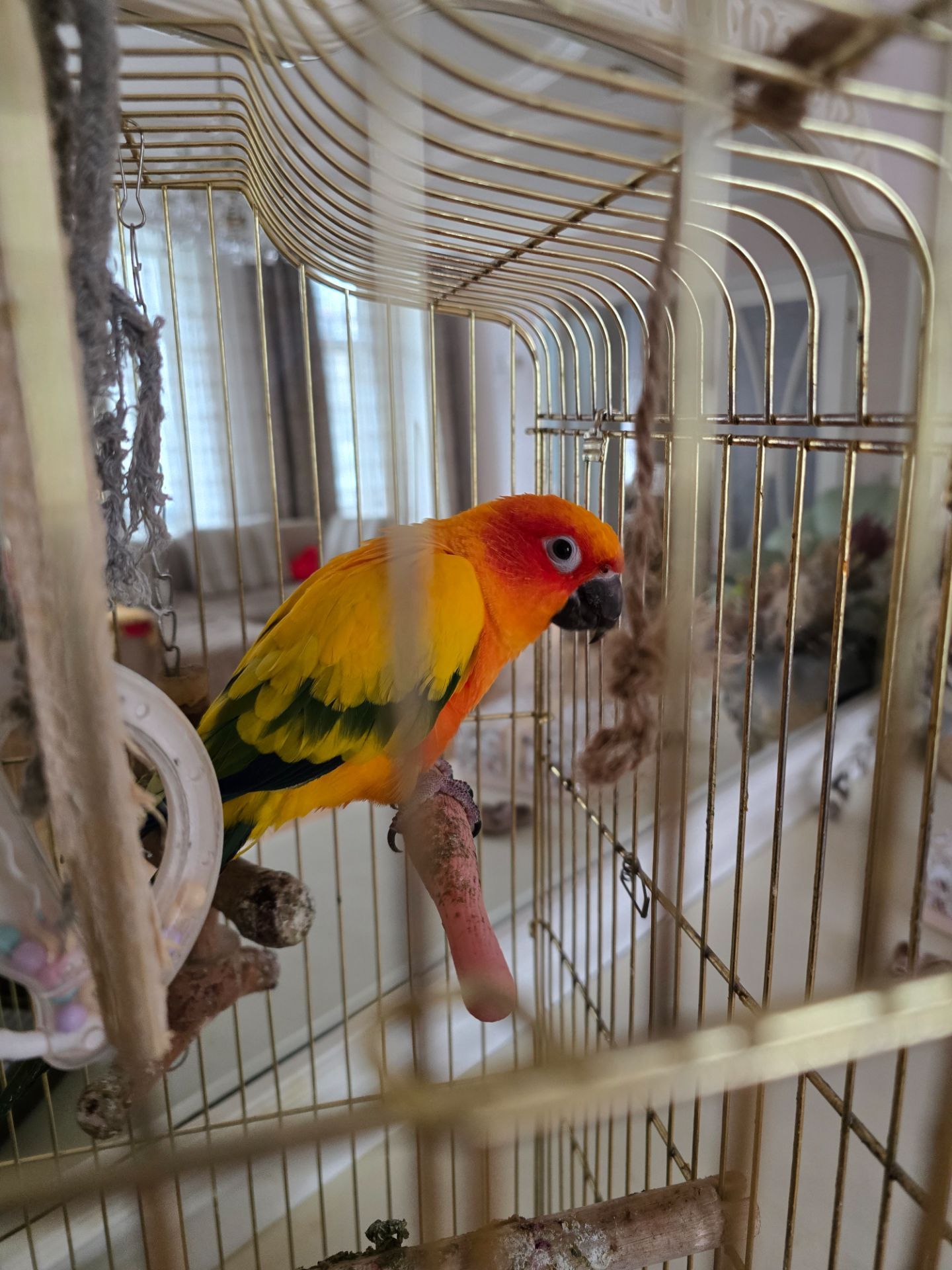 Аратинга, хлопчик, 2 роки