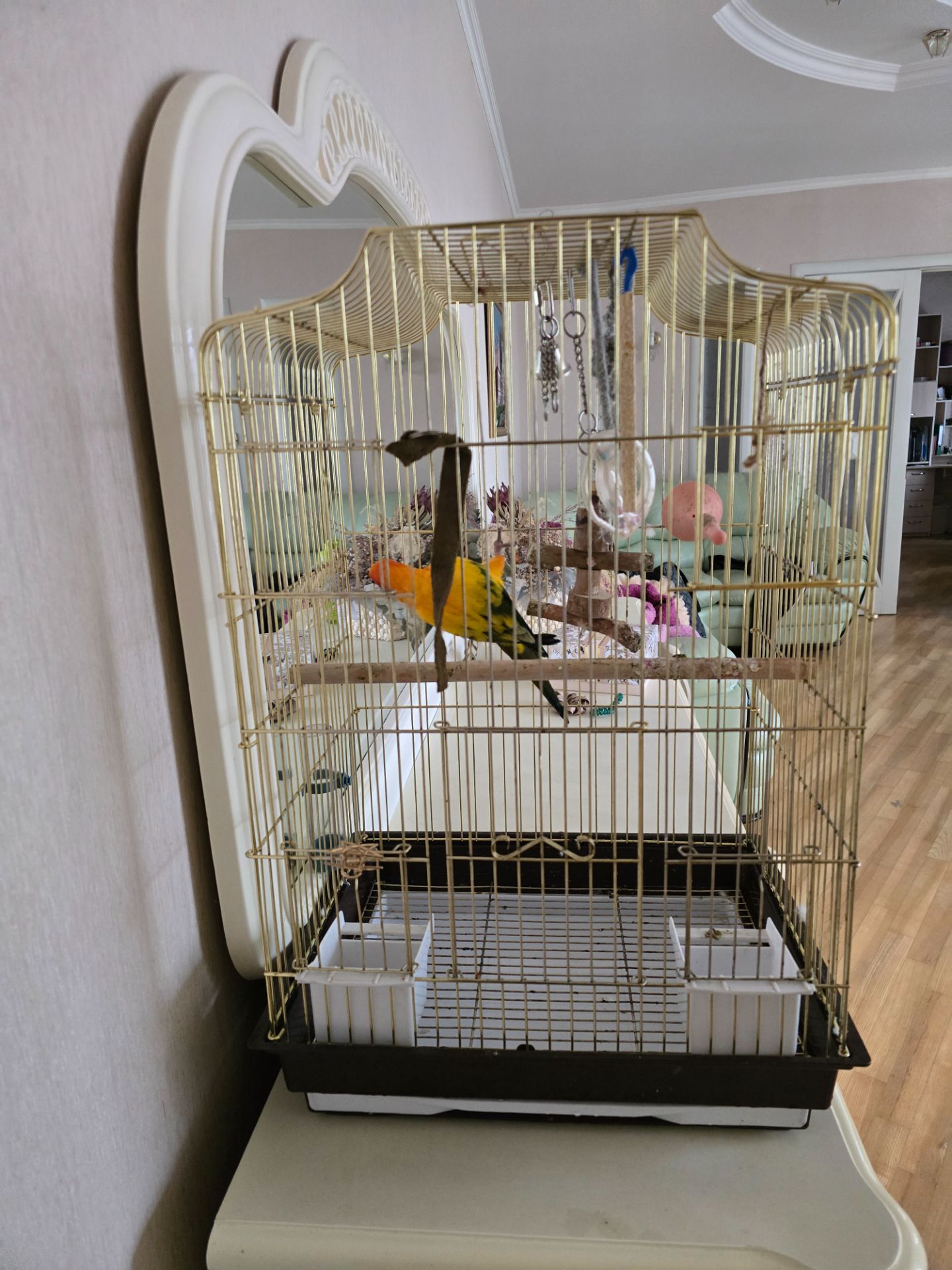 Аратинга, хлопчик, 2 роки