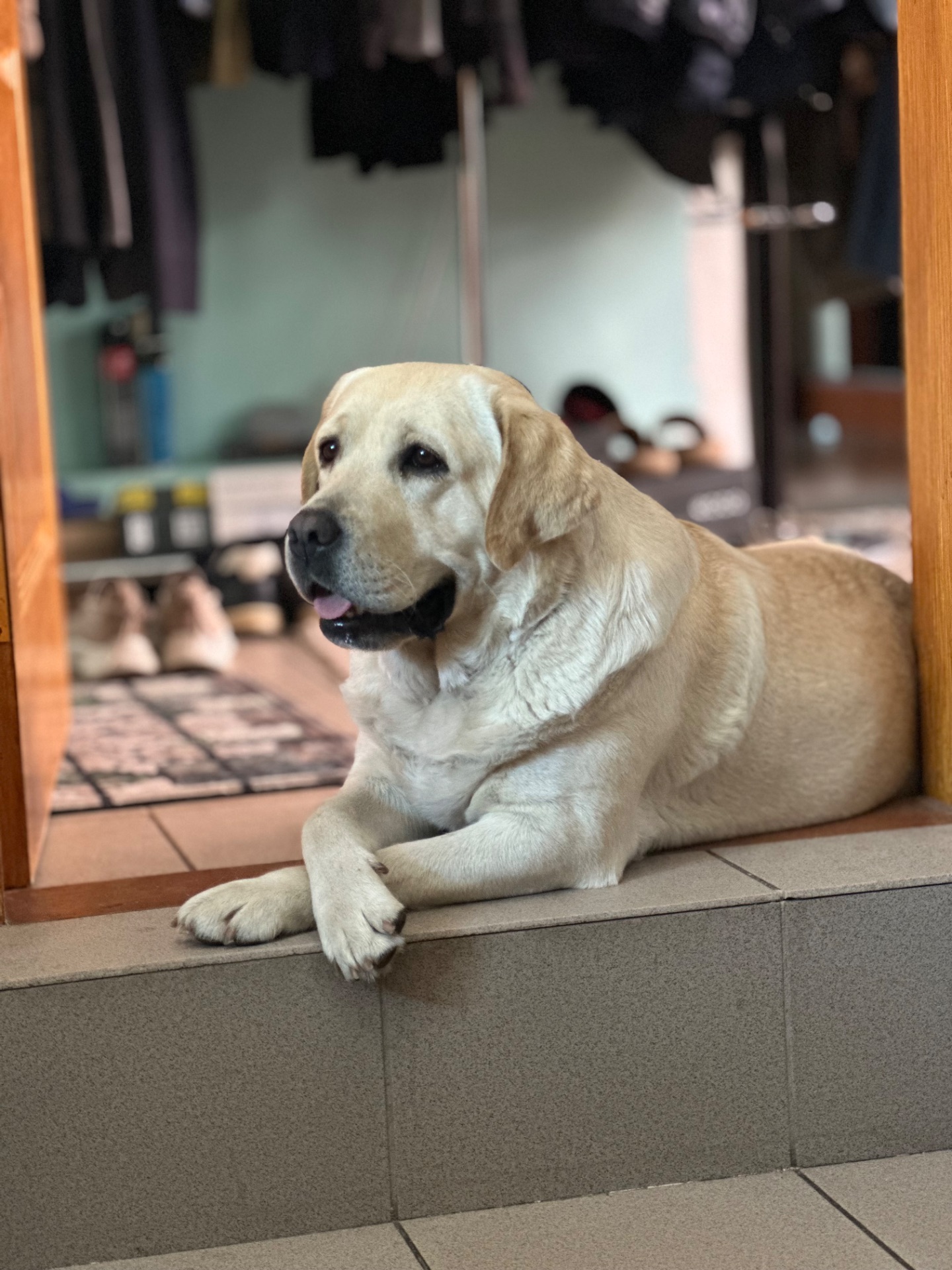 Цуценята лабрадори