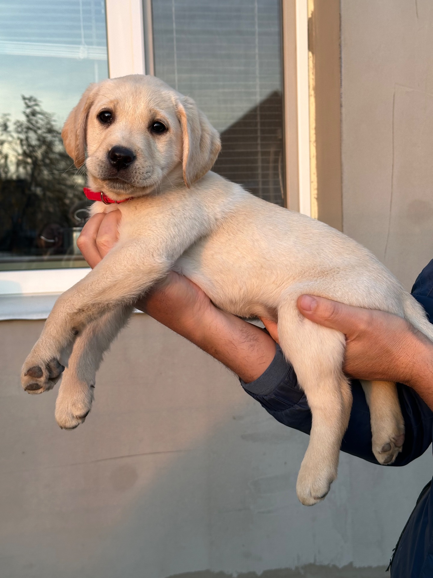 Цуценята лабрадори