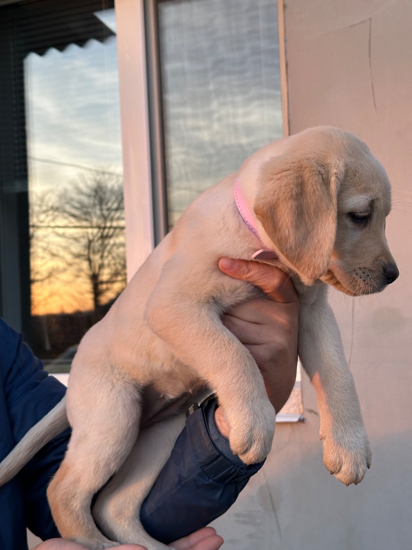 Цуценята лабрадори