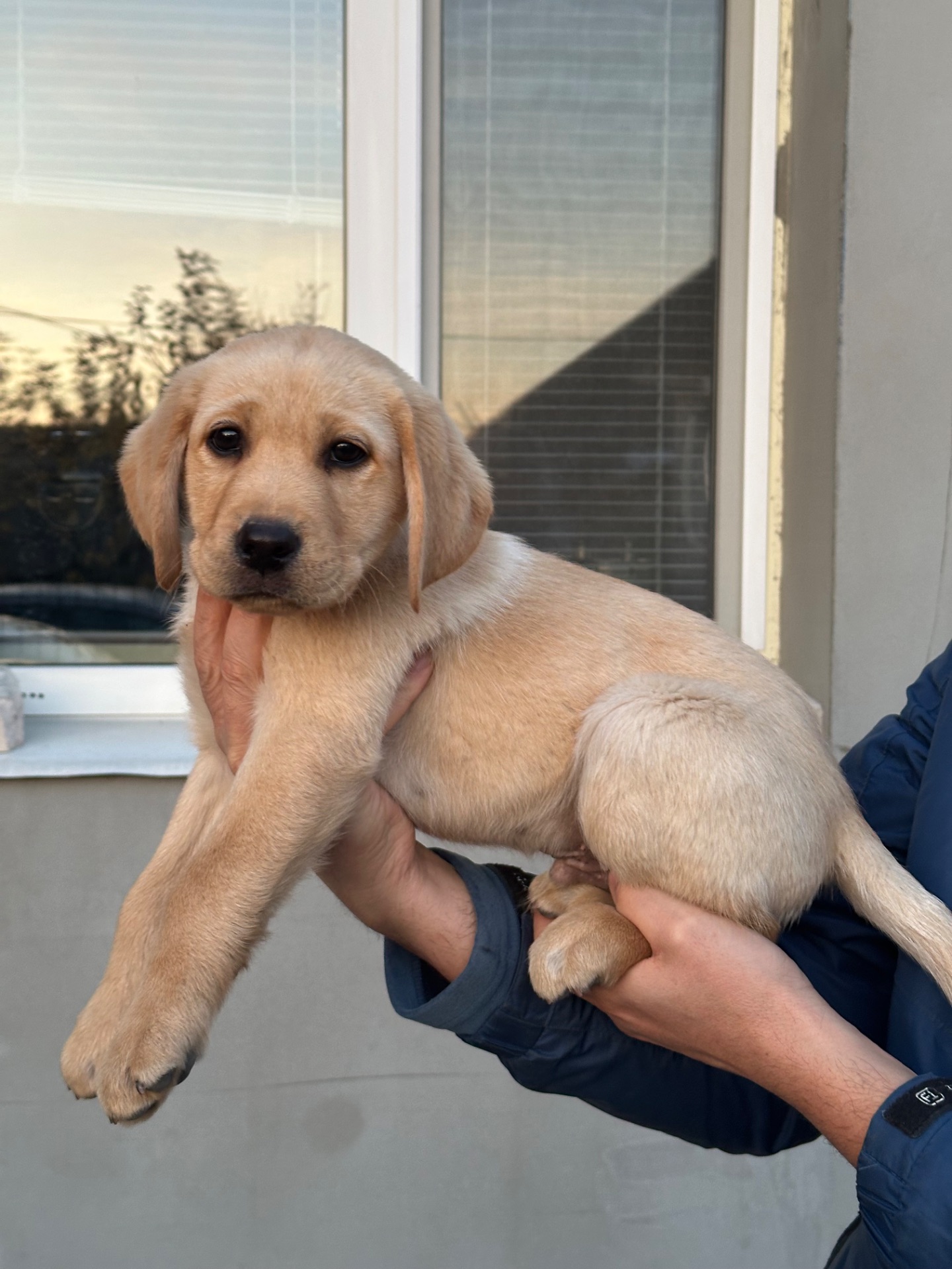 Цуценята лабрадори