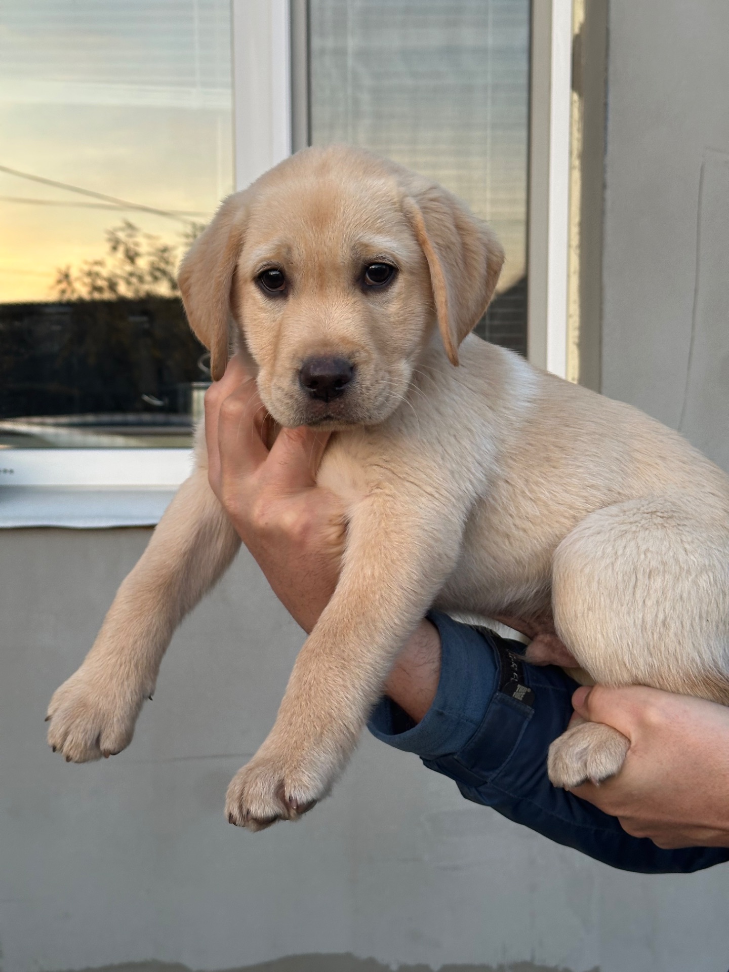 Цуценята лабрадори