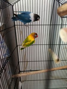 Нерозлучники