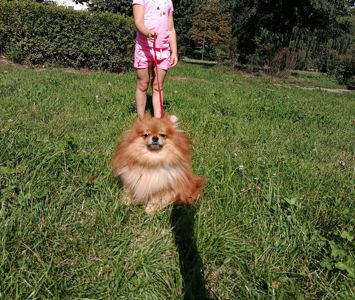 Померанский шпиц, мальчик