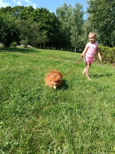 Померанский шпиц, мальчик