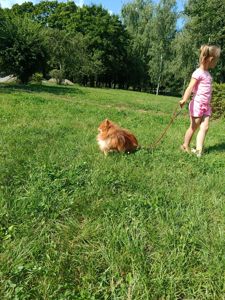 Померанский шпиц, мальчик