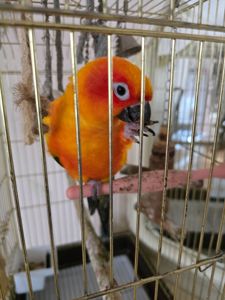 Аратинга, хлопчик, 2 роки