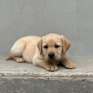 Цуценята лабрадори