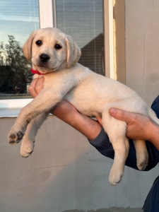 Цуценята лабрадори