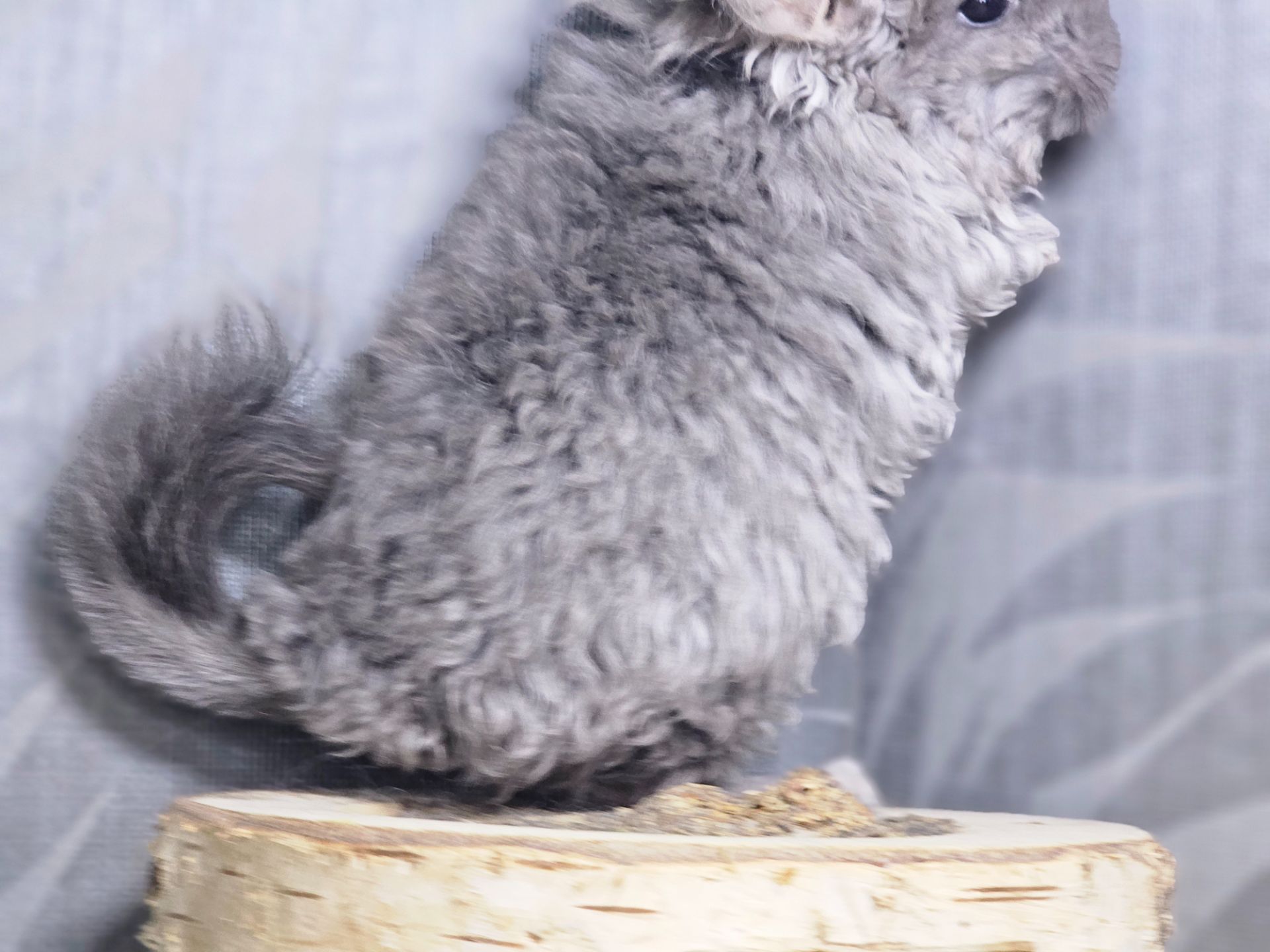 Кучерявая Шиншилла Фиолетовая Рекс Ангора