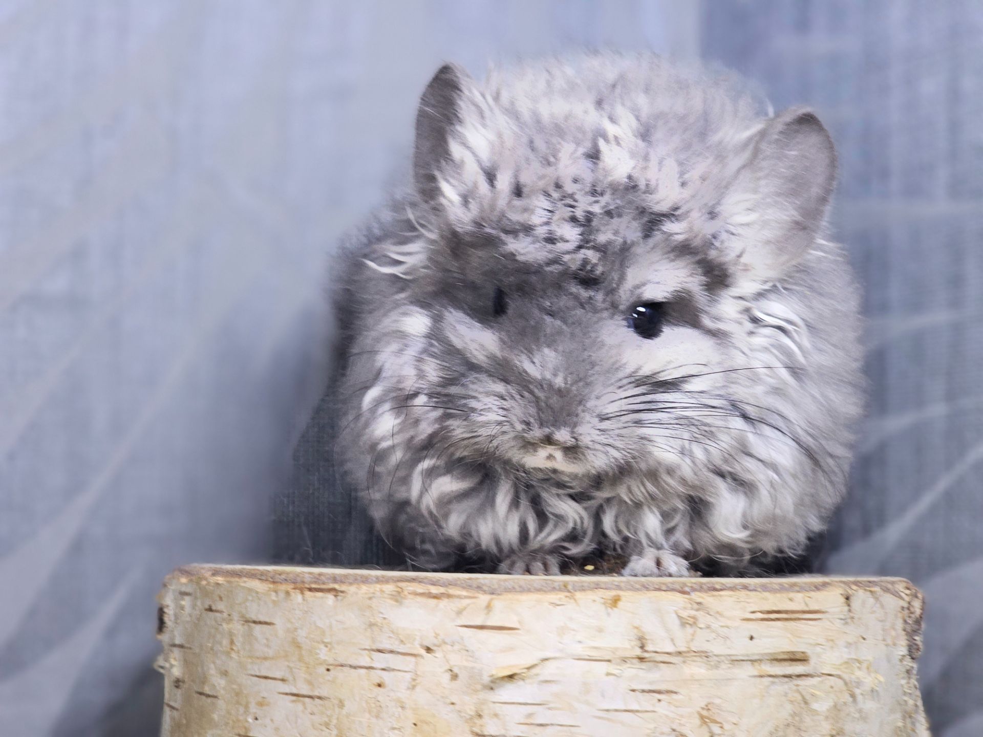 Кучерявая Шиншилла Фиолетовая Рекс Ангора