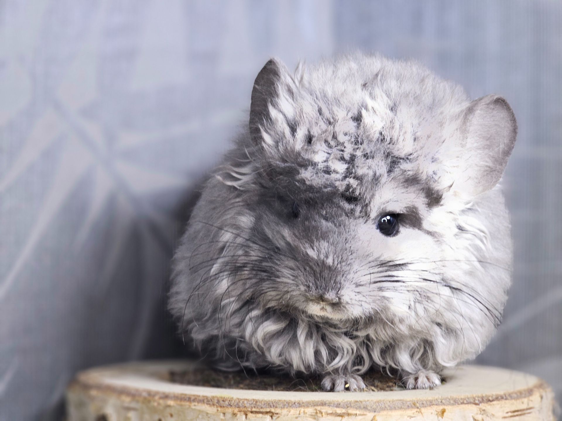 Кучерявая Шиншилла Фиолетовая Рекс Ангора