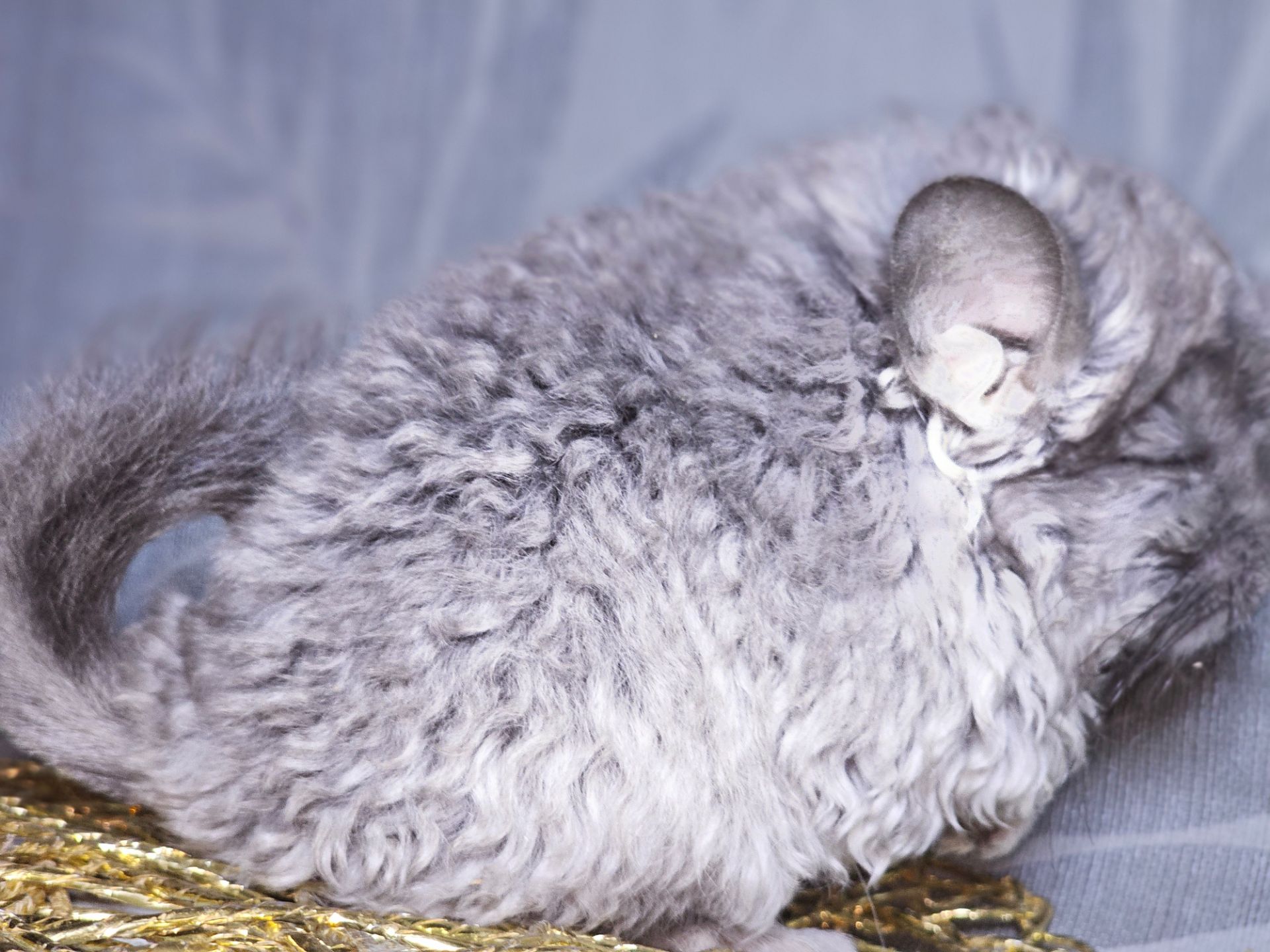 Кучерявая Шиншилла Фиолетовая Рекс Ангора