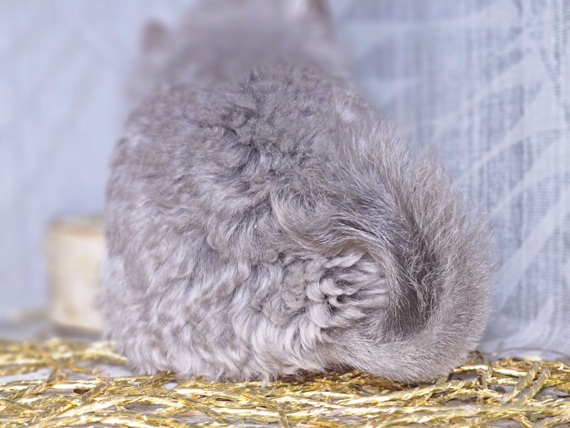 Кучерявая Шиншилла Фиолетовая Рекс Ангора