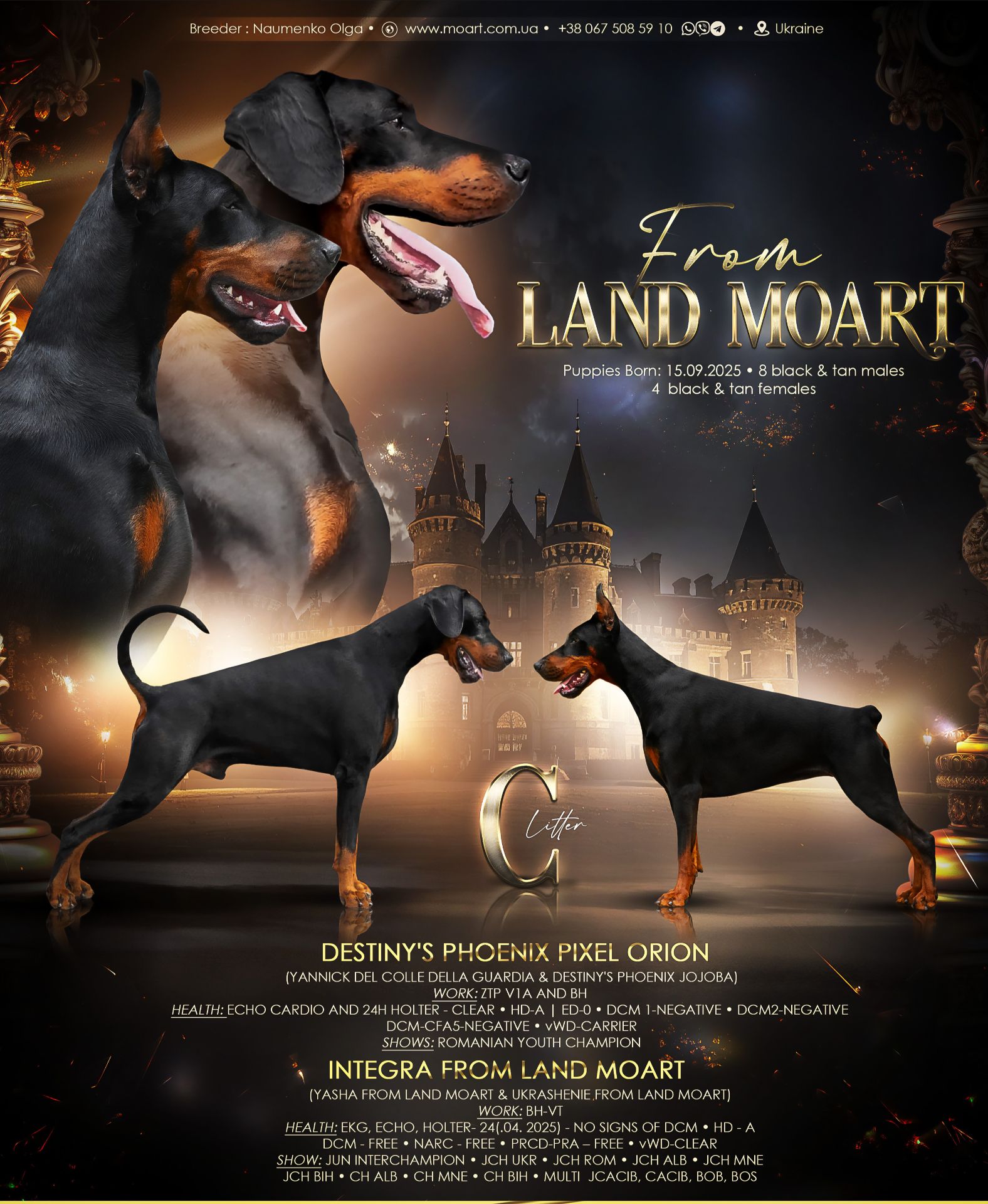 Щенки добермана, цуценята добермана