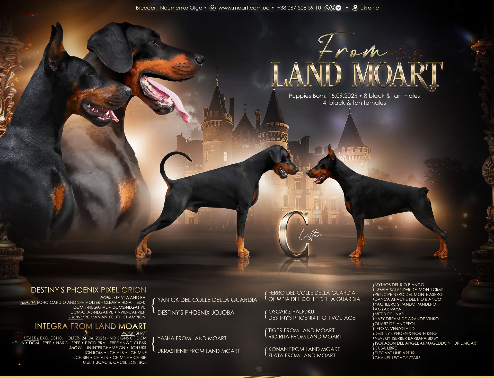 Щенки добермана, цуценята добермана