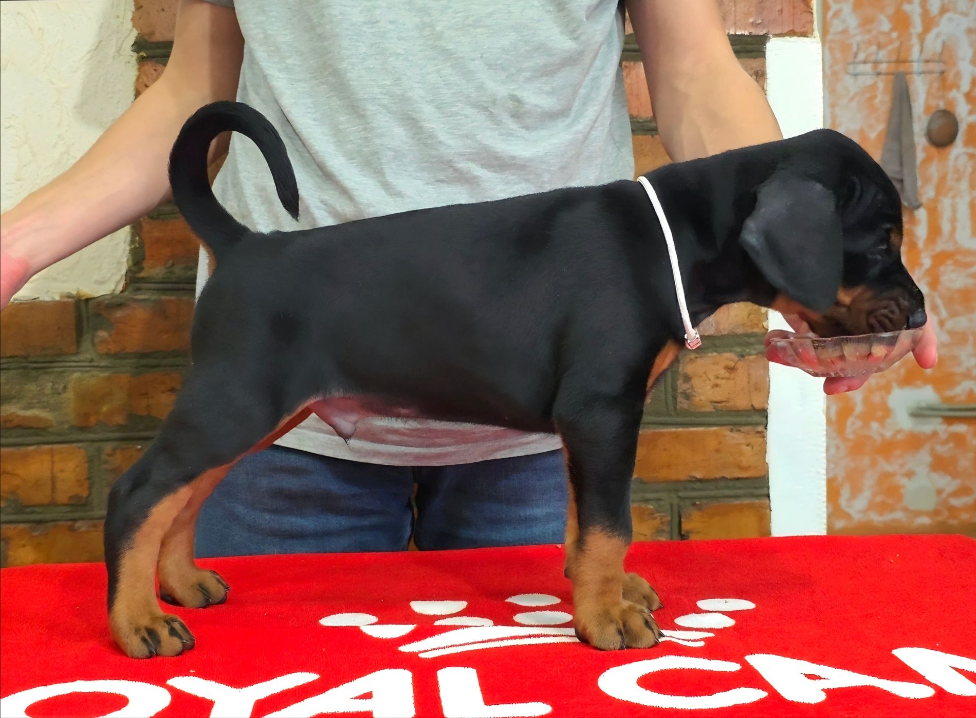 Щенки добермана, цуценята добермана