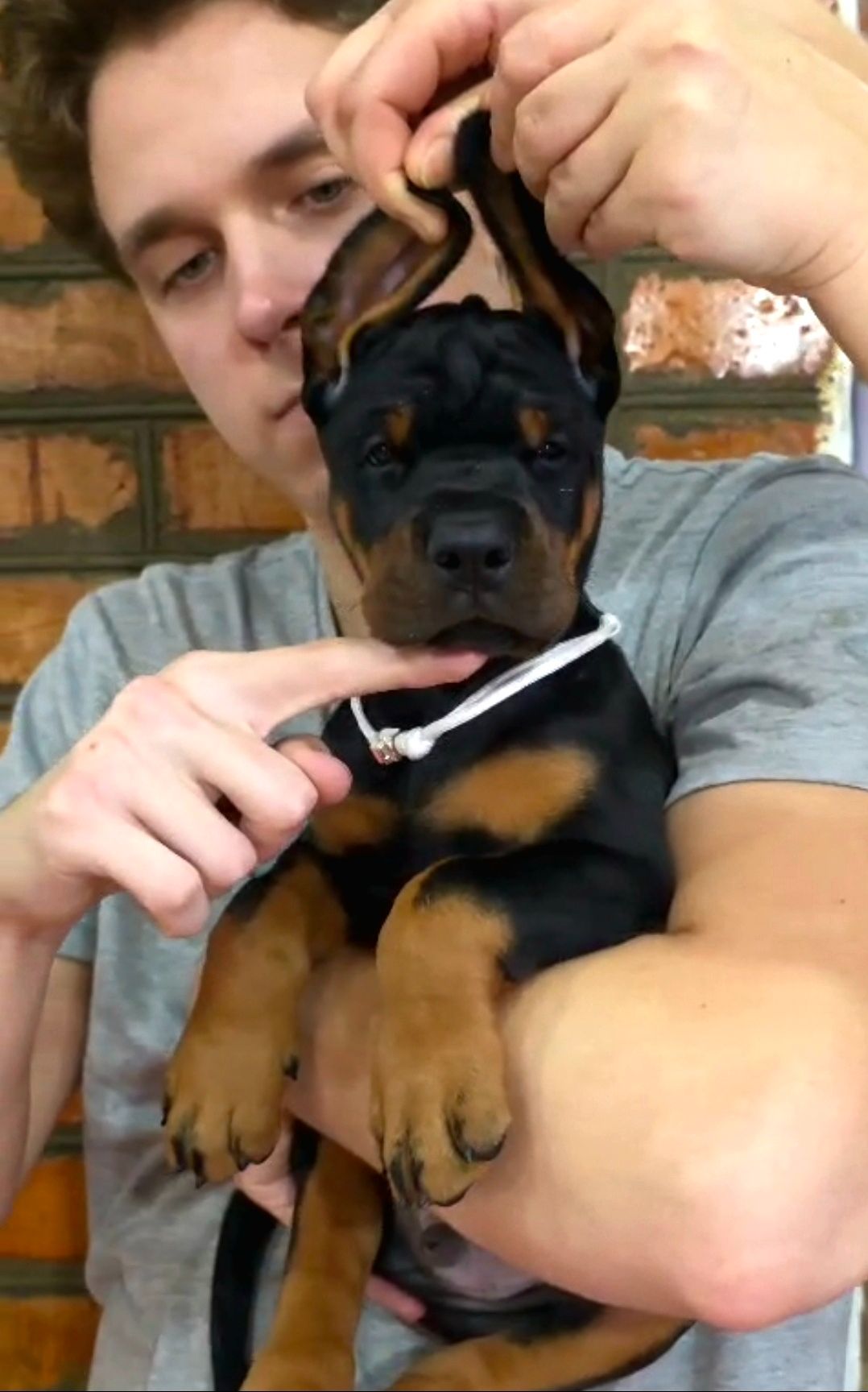 Щенки добермана, цуценята добермана