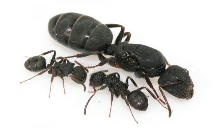 Купить в Украине муравьев Camponotus lasiselene - 700грн