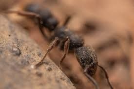 Купить Pseudoneoponera Rufipes (Pachycondyla Rufipes) муравьи пожарники