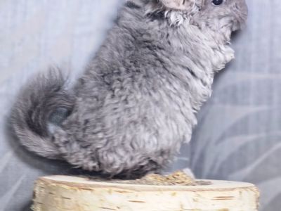 Кучерявая Шиншилла Фиолетовая Рекс Ангора