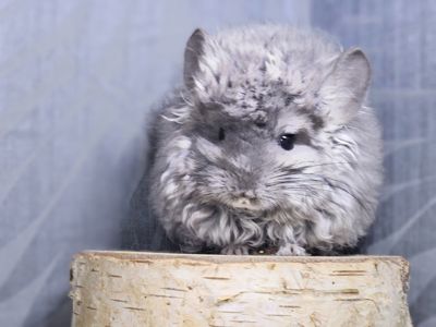 Кучерявая Шиншилла Фиолетовая Рекс Ангора