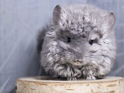 Кучерявая Шиншилла Фиолетовая Рекс Ангора