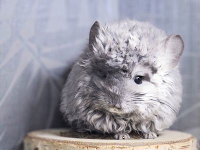 Кучерявая Шиншилла Фиолетовая Рекс Ангора