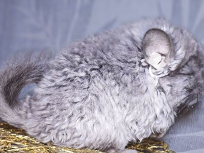 Кучерявая Шиншилла Фиолетовая Рекс Ангора