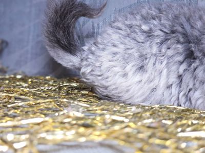 Кучерявая Шиншилла Фиолетовая Рекс Ангора